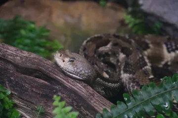 Smithsonian National Zoological Park, Washington DC