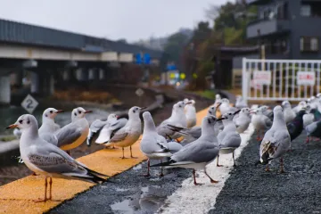 Hamanakosakume Eki, Hamamatsu